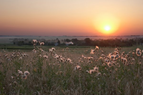 Мирный пейзаж поле