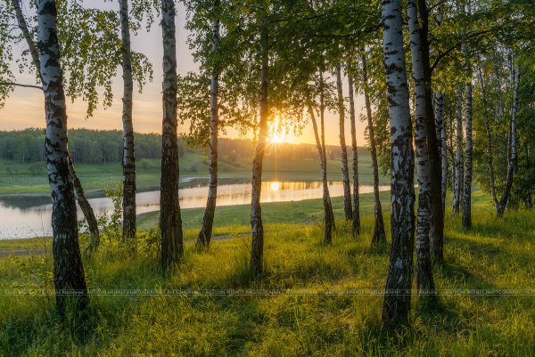 Роща невест Берёзовая роща Курск