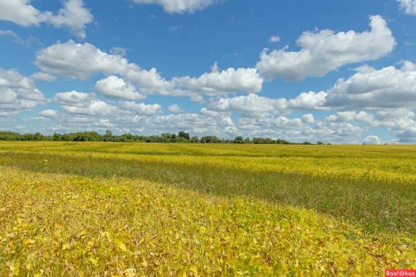 Художник Коркин Белгород