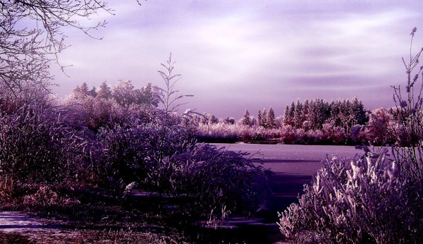 Пейзаж в фиолетовых тонах