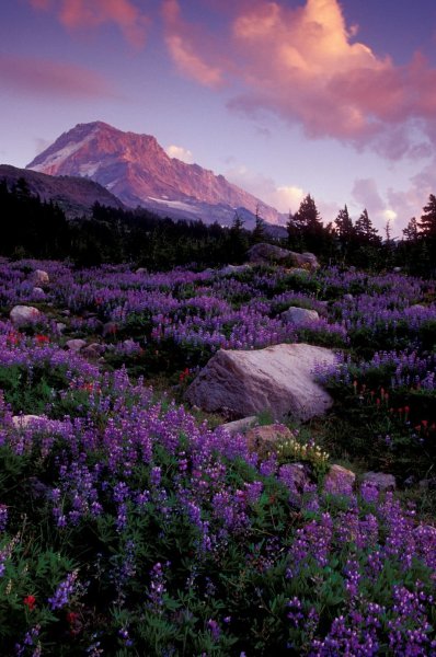 Природа в фиолетовых тонах