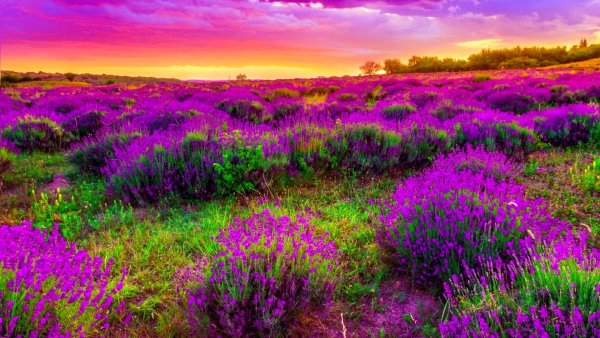 Картины в фиолетовом цвете