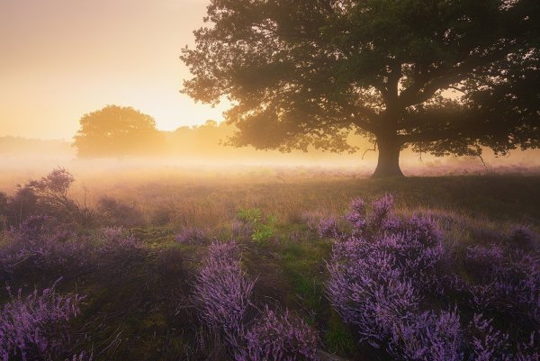 Лавандовое озеро Ялта