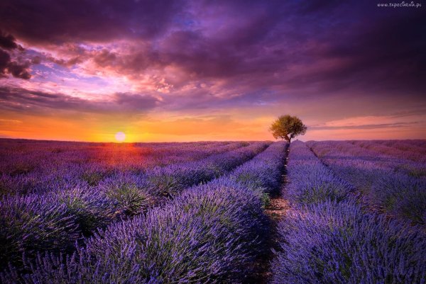 Розовая природа