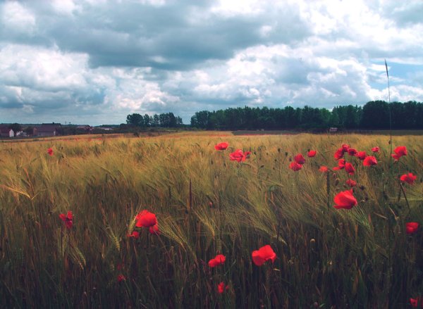 Пейзажи осень простор