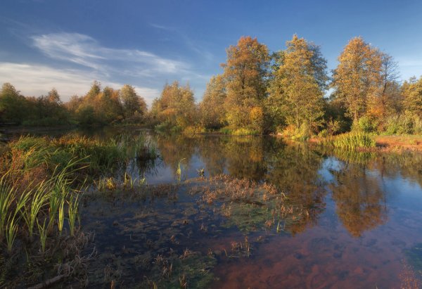 Утро природа красота