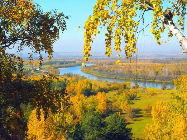 Лик березы под фатой