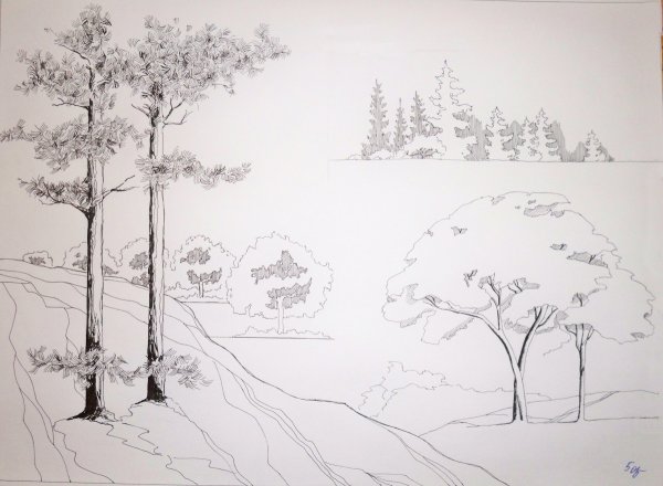 Антураж и стаффаж деревья сосны