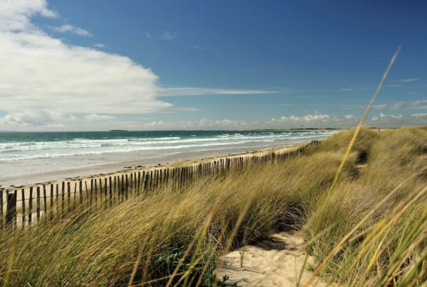 Куршская коса сосны берег