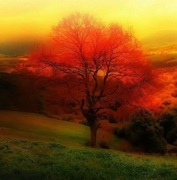 Пейзаж в оранжевых тонах