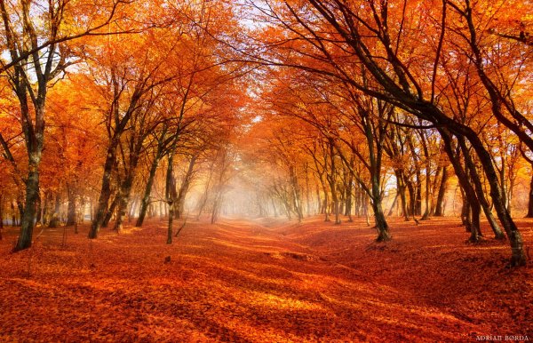 Оранжевый пейзаж картинки