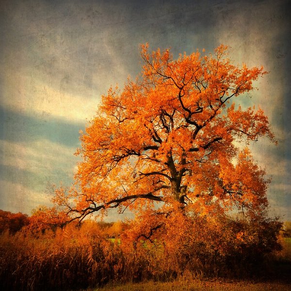 Оранжевый пейзаж картина