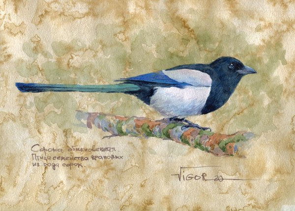 Сорока художник картины