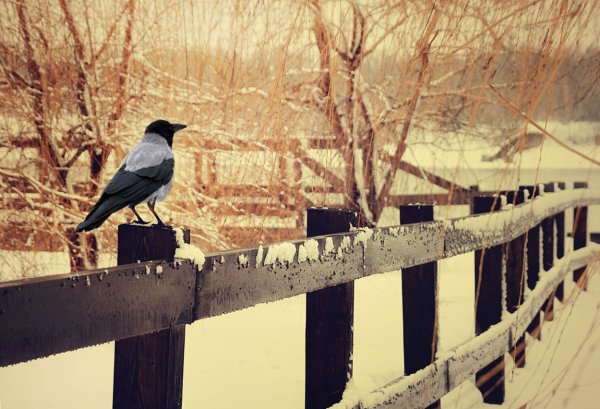 Вороны на заборе