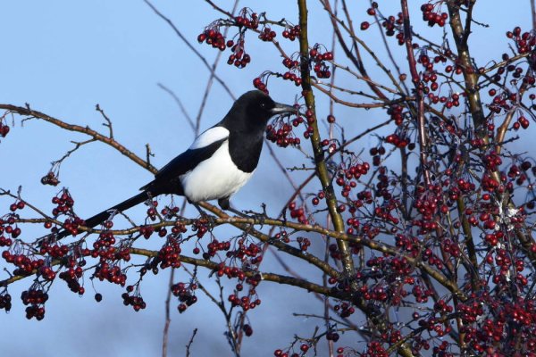 Птицы зимой сорока