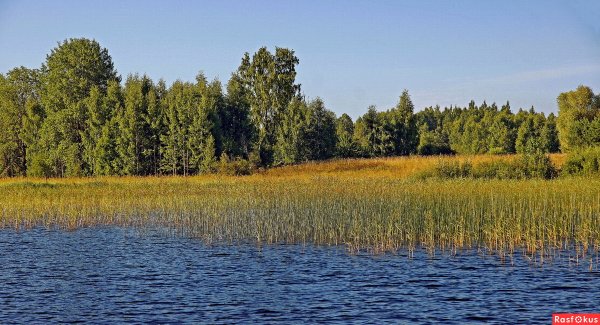 Пруд Кулики Шахунья