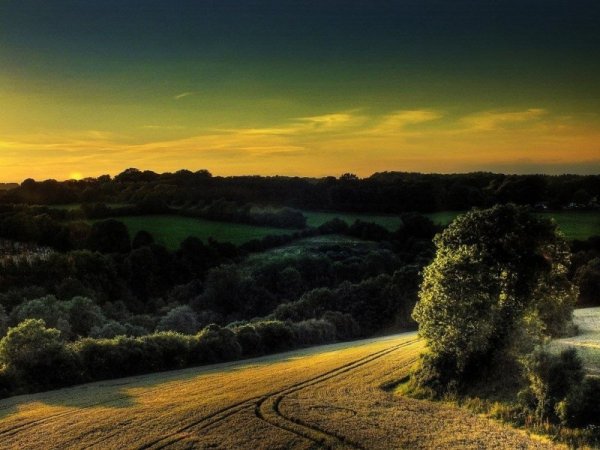Дерево в озере отражение закат
