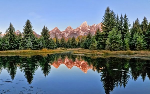 Зеркальная симметрия в природе