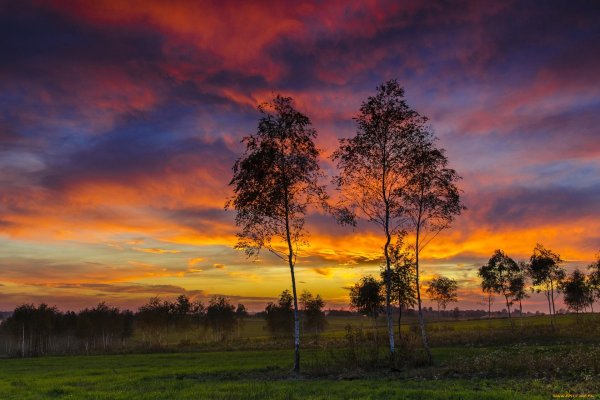 Опушка леса на закате