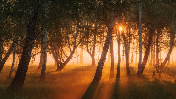 Рассвет над лесом