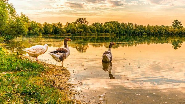 Деревня гуси река