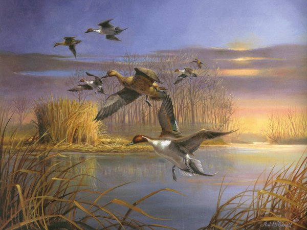 Картины утки на болоте