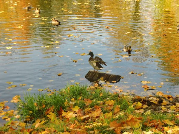 Уточки в пруду