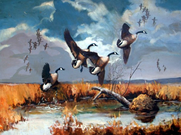 Охотничьи сюжеты