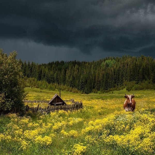 Лето в деревне