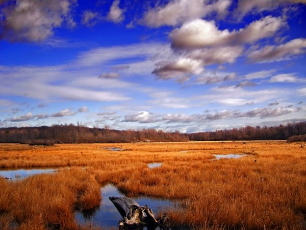 Горизонт болота
