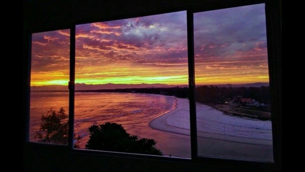 Вид из окна цветы