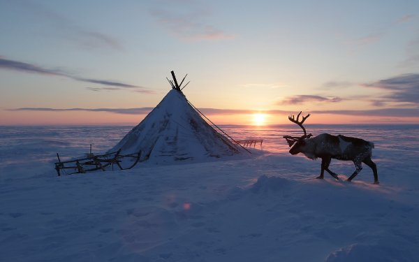 Воркута тундра оленеводы