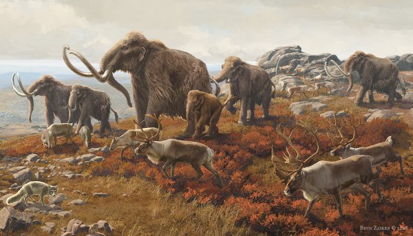 Мамонт Бизон шерстистый носорог