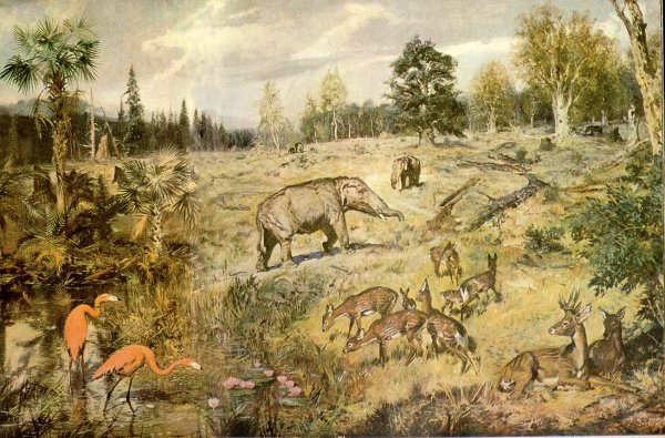 Кайнозойская Эра палеоген