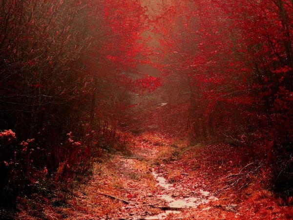 Страшный красный лес