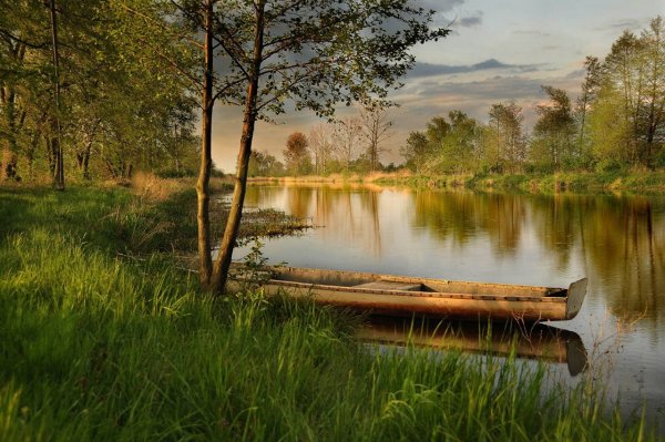 Пейзаж дерево и река