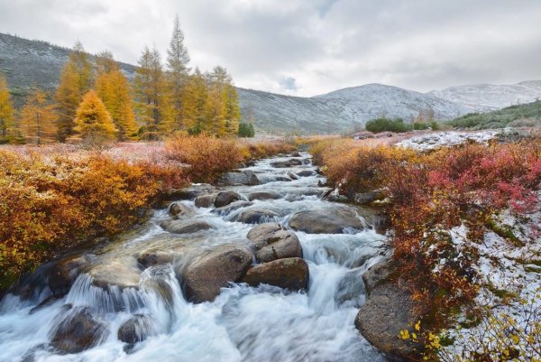 Ручей корейский Магадан