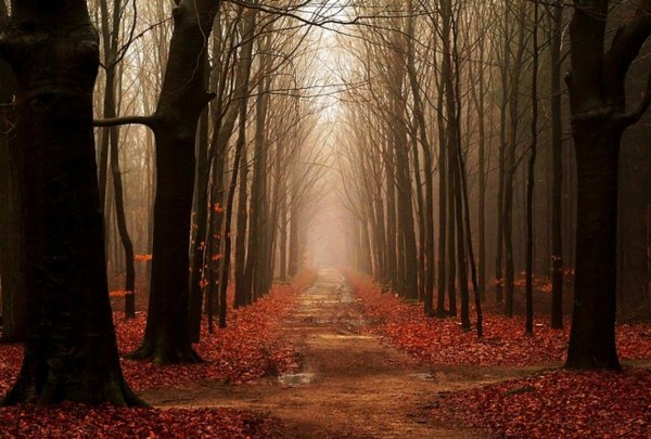 Осенний ветер фото