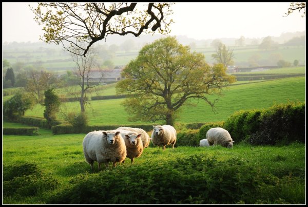 Эжен Жозеф Вербукховен Этюд с овцами