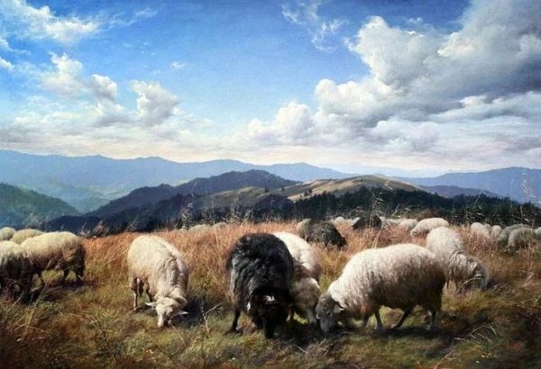 Овцы на лугу