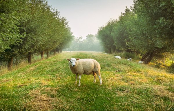 Пейзаж с барашками