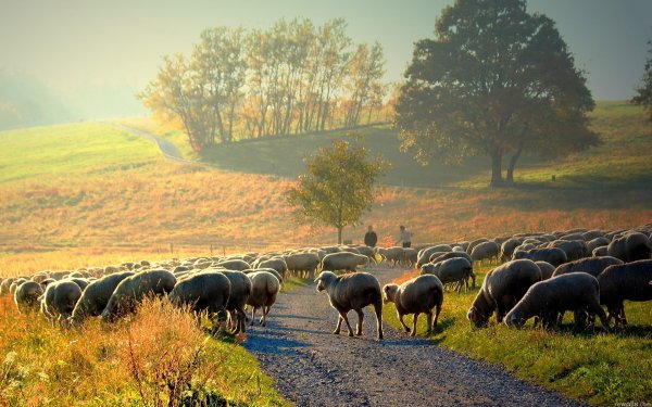 Овцы на природе