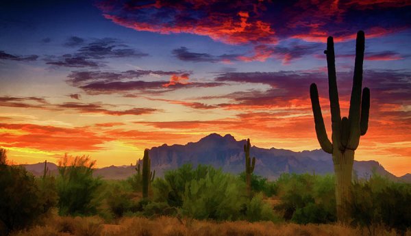 Пустыня закат кактусы