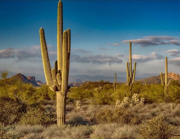 Кактус Сагуаро Аризона