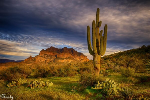 Мексика кактусы дикий Запад