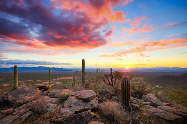 Кактусы пустыни Сонора