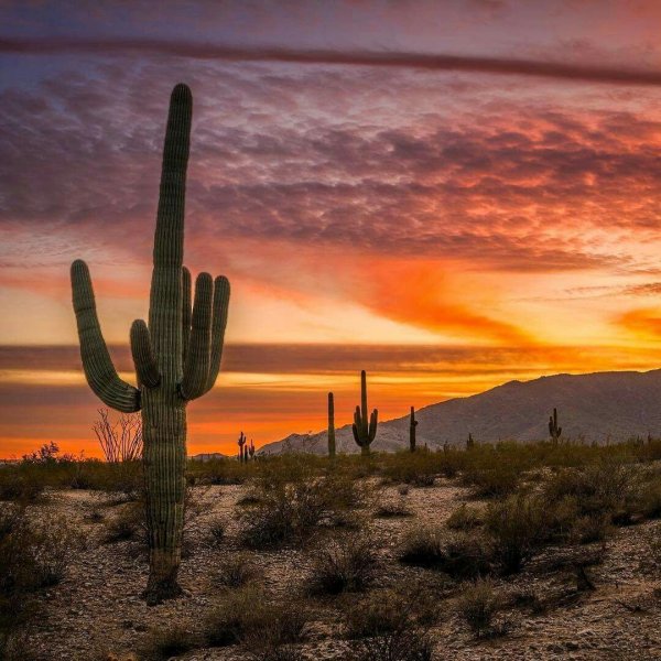 Пустыня Нью Мексико кактусы