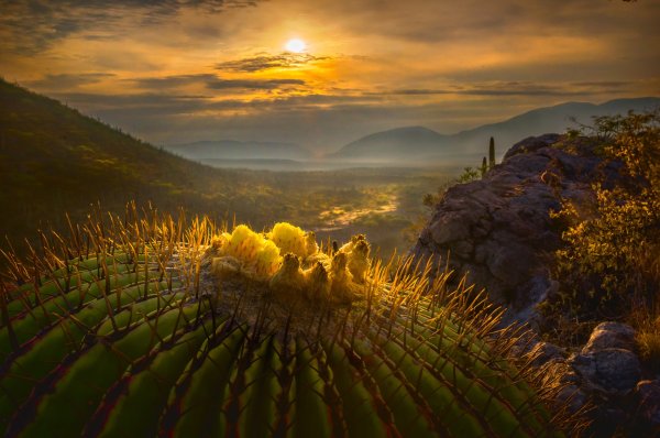 Кактусовая Долина в Мексике