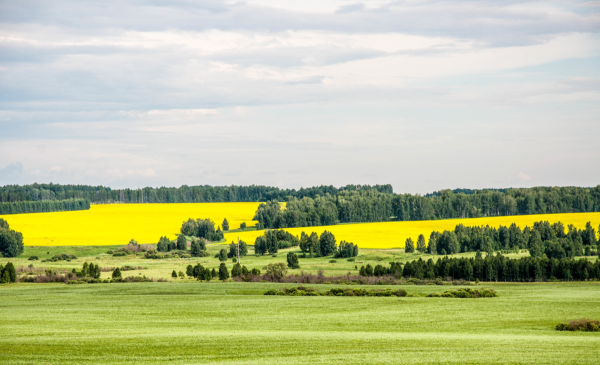 Поля Курганской области