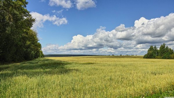 Курганская область ландшафт